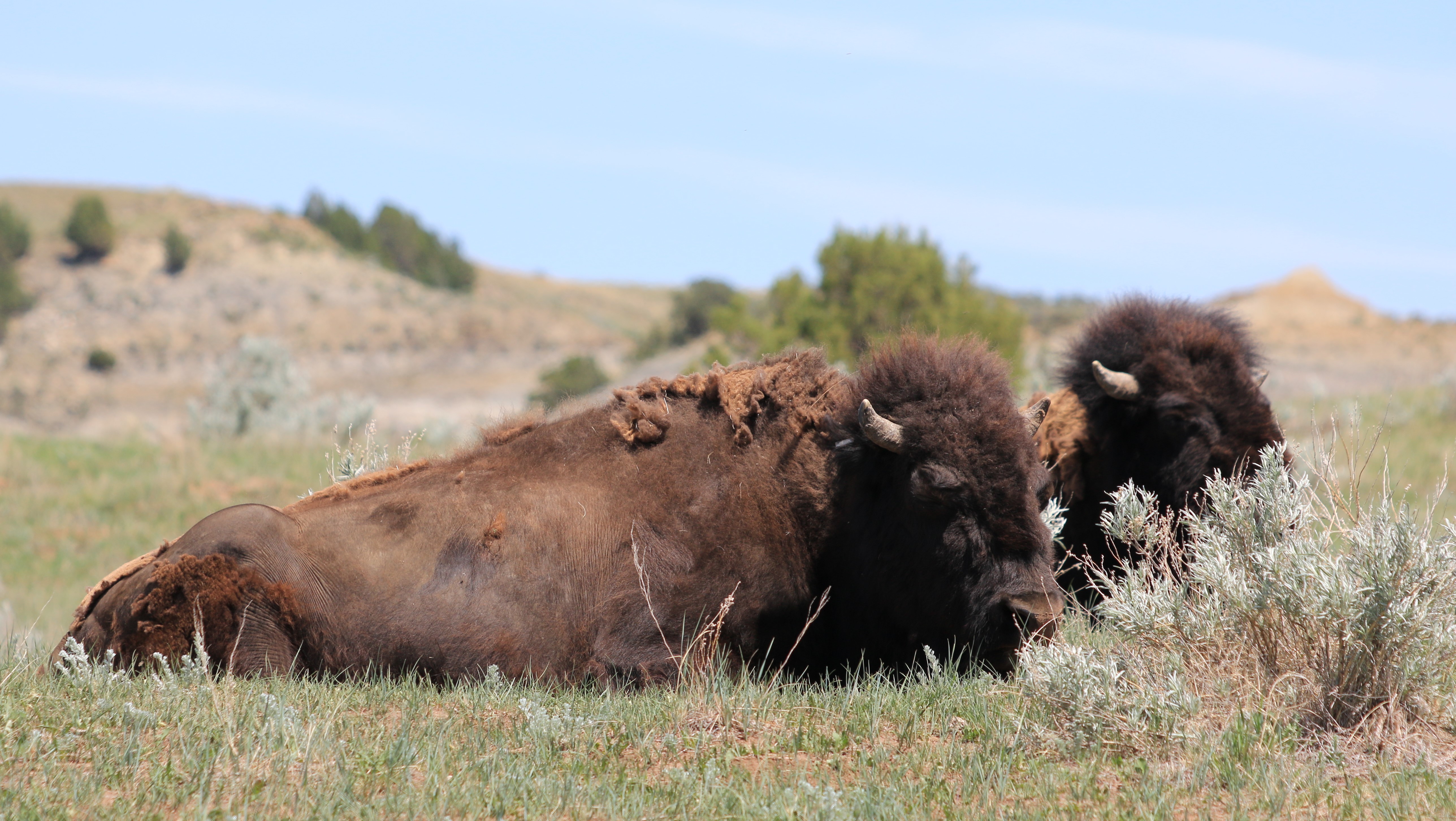 Theodore Roosevelt NP